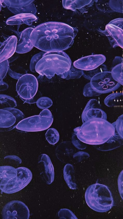 Purple Jellyfish, Jellyfish Pictures, Sea Jellies, Genos Wallpaper, Light Purple Flowers, Dark Purple Wallpaper, Jelly Wallpaper, Blue Jellyfish, Jellyfish Art