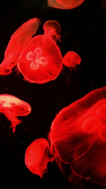 Red Jellyfish Wallpaper, Red Jellyfish, Angry Mood, Bioluminescent Jellyfish, Wallpaper Horizontal, Red Aesthetics, Jellyfish Art, Animal References, Wallpaper Phone