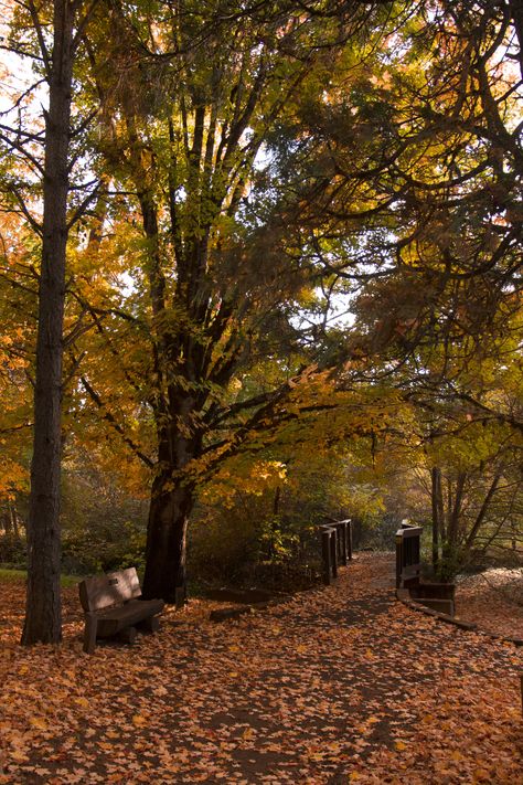 Landscape Photography Ideas, Wallpapers Autumn, Oregon Aesthetic, Oregon Forest, Fall Aesthetics, Corvallis Oregon, Fall Wallpapers, Download Wallpaper Hd, Autumn Ideas