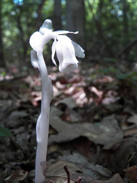 Ghost Flower or Indian Peace Pipe flower,  Monotropa uniflora  x #plant #ghost #flower #monotropa #uniflora #photography Ghost Flowers, Flower Ghost, Ghost Orchid Aesthetic, Blue Ghost Orchid, Ghost Orchid, Ghost Plant, Garden Art Sculptures Diy, Strange Flowers, Procreate Ipad Art