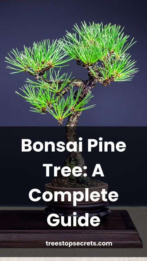 Discover the ultimate guide to bonsai pine tree care. Learn how to grow and nurture Pinus species with our comprehensive steps and tips. Pine Bonsai Tree Diy, How To Bonsai A Tree, Mugo Pine Bonsai, Avocado Growing, How To Grow Bonsai, Black Pine Bonsai, Fun Hacks, Tree Types, Bonsai Diy