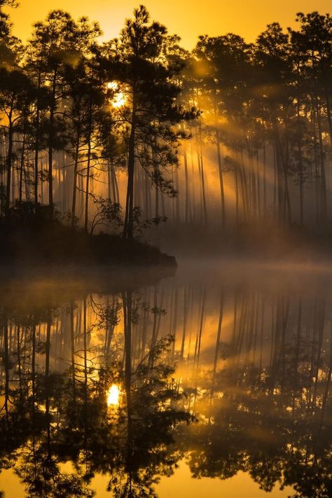 Earth Aesthetic, On Golden Pond, Inktober 2023, Golden Sunrise, Dnd Campaign, Everglades Florida, Forest Light, Everglades National Park, Mellow Yellow