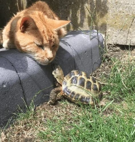 Cute Tortoise, Cute Kitties, Animals Friendship, Paws And Claws, Cat Boarding, Cat Person, Cat Aesthetic, Funny Cute Cats, Happy Animals