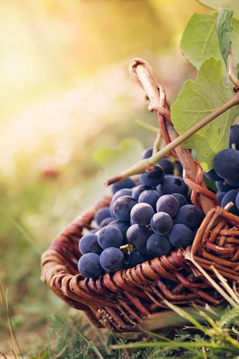 Giant Vegetable, Agriculture Photos, Vegan Pulled Pork, Purple Fruit, Grape Harvesting, Vegetable Basket, Dried Figs, Autumn Nature, Plant Food