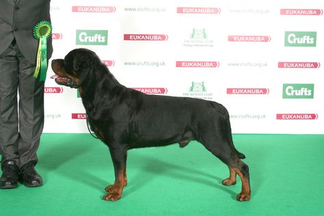 Rottweiler - CH MINAELEA'S BLACK MAMBO JW | Crufts 2014 Dog Show March 6-9 Rottweiler Training, Dog Images Hd, German Dog Breeds, Puppy Quotes, Largest Dog, Rottweiler Lovers, Best Dog Photos, Funny Dog Photos, Cute Dog Photos