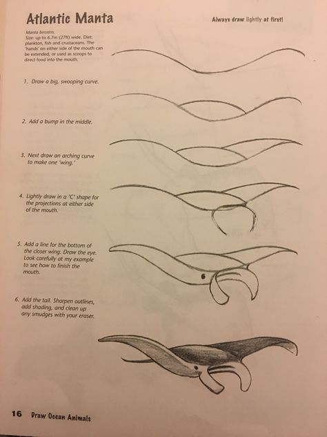 Manta Ray Drawing Step By Step, How To Draw A Stingray Step By Step, Beachy Sketch Ideas, How To Draw Marine Animals, Sea Animal Drawings Sketches, How To Draw Manta Ray, Cute Marine Animals Drawing, Marine Life Drawing Simple, Ocean Animals Sketch