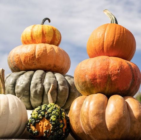 types of pumpkins Thanksgiving Classics, Types Of Pumpkins, Pumpkin Coach, Pumpkin Varieties, Fun Thanksgiving Desserts, Biggest Pumpkin, Halloween Front Porch Decor, Holiday Pies, Pioneer Woman Recipes