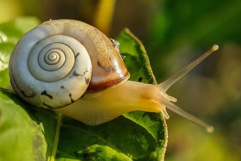 Snail mucin (snail slime) is great for your skin - an expert tells us why