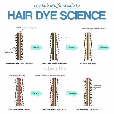 How Do Different Types of Hair Dye Work? The Science – Lab Muffin Beauty Science Hairdresser Tips, Oway Hair Color, Cosmetology Instructor, Future Cosmetologist, Beauty School Cosmetology, Non Permanent Hair Color, Cosmetology License, Japan Hair, Musical Hair