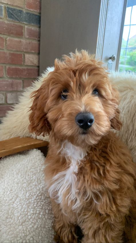 Labradoodle Aesthetic, Brown Cockapoo, Red Cockapoo, Medium Goldendoodle, Golden Labradoodle, Red Goldendoodle, Australian Labradoodle Puppies, Doodle Cute, Preppy Dog