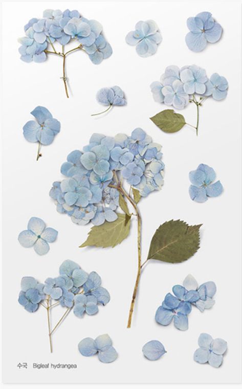 Pressed Flower Stickers, Hydrangea Tattoo, Bigleaf Hydrangea, Watercolor Hydrangea, Hydrangea Painting, Printed Stickers, Flower Stickers, Design Office, Cute Patterns Wallpaper