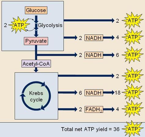 Energy system #3 includes slow glycolysis, Krebs cycle, and the Electron Transport Chain. The fuel source for this system is Acetyl-CoA (from glycolysis or beta oxidation), and amino acids. It is indefinite; it never stops, it can only decrease or increase the rate. This system can be improved by increasing the mitochondria in a cell. Glycolysis And Krebs Cycle, Electron Transport Chain Diagram, Electron Transport Chain Notes, Krebs Cycle Notes, Glycolysis Cycle, Electron Transport System, Microbiology Study, Biochemistry Notes, Plant Biology