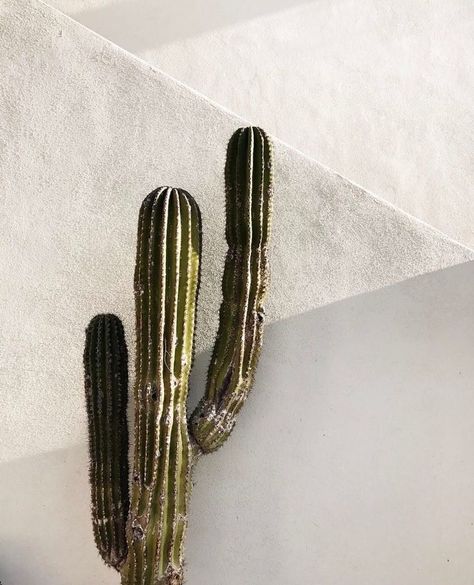 Moon Hats on Instagram: “Nothing better than a sunny day // Nada mejor que un día soleado #moonhats” Kaktus Dan Sukulen, Desert Botanical Garden, Desert Vibes, No Rain, Beige Aesthetic, Cactus And Succulents, White Wall, Cacti And Succulents, White Aesthetic