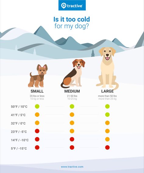 How Cold Is Too Cold For Dogs? Tips For Dogs & Cold Weather | Tractive Dog Cold, Cold Weather Dogs, Dogs Tips, Tips For Dogs, Dog Winter, Sense Of Smell, Too Cold, Its Cold Outside, Winter Essentials