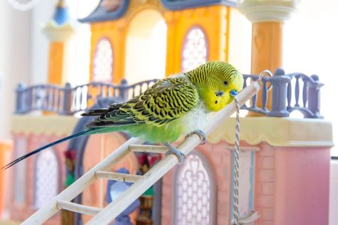 Budgie Losing Feathers Around Bum? Here’s Why! Your Pet, Pet Shop, Feathers, Pet