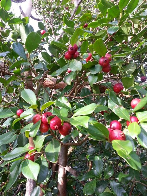 Strawberry guava Red Guava, Strawberry Guava, Guavas, Photography Wallpaper, Fruits And Vegetables, Red Peppercorn, Condiments, Fruit, Plants