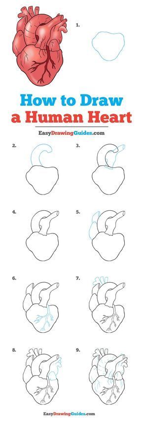 Learn How to Draw a Real Heart: Easy Step-by-Step Drawing Tutorial for Kids and Beginners. #RealHeart #HumanHeart #DrawingTutorial #EasyDrawing See the full tutorial at https://easydrawingguides.com/how-to-draw-a-human-heart/. Human Heart Drawing, A Human Heart, Easy Drawing Tutorial, Drawing Tutorials For Kids, Heart Drawing, Drawing Tutorial Easy, Human Heart, Easy Drawing, Step By Step Drawing