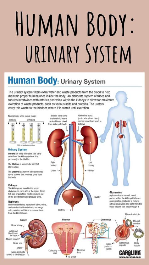 For a look at the structures and functions of the urinary system, download our free infographic that details the organs in the system and the specifics of kidney function. #humanbody #urinarysystem #organs #kidney #structureandfunction #anatomy #physiology #anatomyandphysiology #a&p #nursing #doctor #infographic #bodysystems #science #research The Urinary System, Science Infographics, Urinary System, Human Body Organs, Basic Anatomy And Physiology, Nurse Study Notes, Nursing Student Tips, Kidney Function, Anatomy Physiology