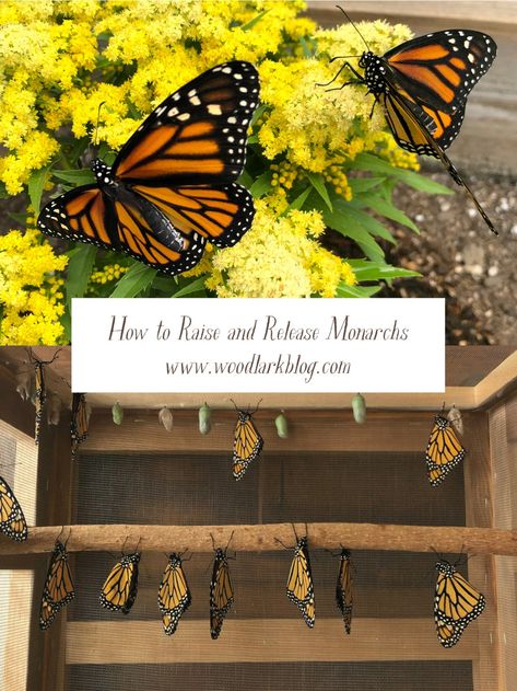 waystation! Woodlark Blog, Monarch Butterfly Habitat, Raising Monarch Butterflies, Raising Butterflies, Butterfly Food, Monarch Butterfly Garden, Butterfly Garden Design, Butterfly Habitat, Milkweed Plant