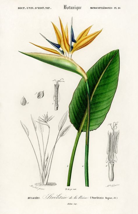 Bird of paradise (Strelitzia Reginae) illustrated by Charles Dessalines D' Orbigny (1806-1876). Digitally enhanced from our own 1892 edition of Dictionnaire Universel D'histoire Naturelle. | free image by rawpixel.com Strelitzia Reginae, Bird Of Paradise Flower, Paradise Plant, Birds Of Paradise Flower, Antique Botanical Print, Illustration Botanique, Scientific Illustration, Illustration Vintage, Tropical Art