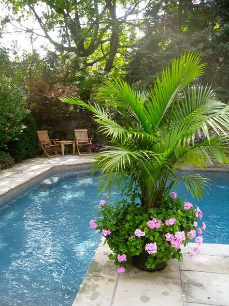 Plants Around Pool, Outdoor Pool Decor, Palm Trees Garden, Amazing Pools, Pool Plants, Front Porch Flowers, Poolside Decor, Summer Planter, Porch Flowers