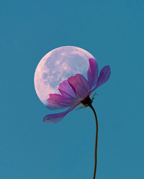 Full Moon In Virgo, Moon And Flowers, Moon In Virgo, Full Moon, Social Network, The Sun, Moon, Instagram Photo, Instagram