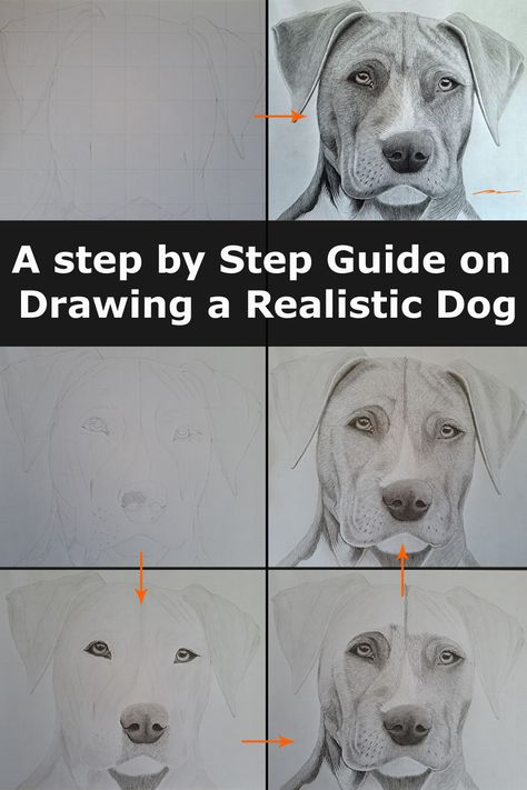 different stages of a dog drawing, animal portrait, pencil art, traditional art. How To Draw A Great Dane, How To Draw Animals Realistic, Dog Drawing Tutorial Step By Step, Dog Drawing Sketches, How To Draw A Dog, Dog Sketch Easy, Dog Art Drawing, Pitbull Drawing, Dog Face Drawing