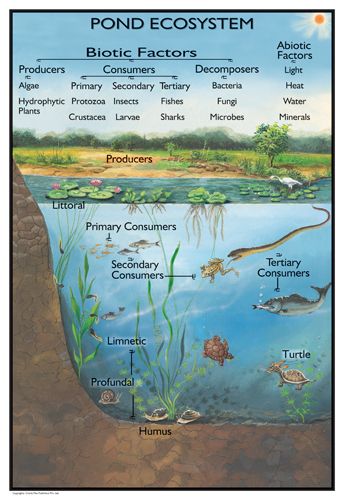 Pond ecosystem Pond Ecosystem, Ecosystems Projects, Aquatic Ecosystem, 4th Grade Science, Pond Life, Environmental Education, Water Cycle, Elementary Science, Homeschool Science