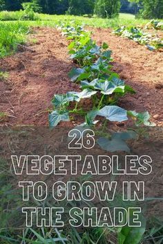 26 Vegetables To Grow In The Shade in 2022 | Growing vegetables, Lawn and garden, Garden projects Vegetables Growing, Tattoo Plant, Vegetables To Grow, Vegetable Plants, Vegetable Garden Planning, Vegetable Garden Diy, Plants Growing, Backyard Vegetable Gardens, Garden Veggies