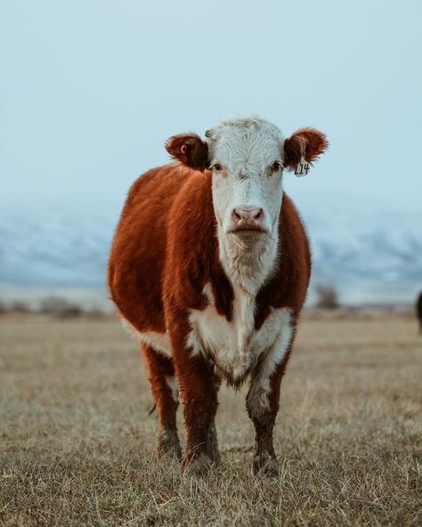 Hereford Cows, Cow Photography, Hereford Cattle, Heifer Cow, Western Photography, Holstein Cows, Future Farms, Cattle Breeds, Cow Face