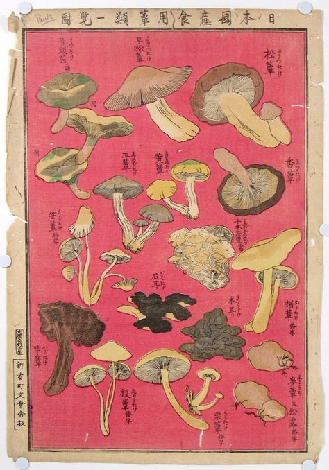 pink baby Mushroom Types, Japanese Mushroom, Japanese Theme, Mushroom Poster, Japanese Woodcut, Chinese Illustration, Mushroom Drawing, Japanese Drawings, Japanese Woodblock Printing