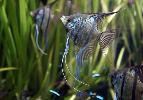 25 Best Angelfish Tank Mates for a Community Aquarium. Learn about the best tank mates for angelfish and find out which fish can live with freshwater angelfish in a community aquarium. Angel Fish Tank, Community Fish Tank, Turtle Tank Setup, Reptile Zoo, Betta Fish Types, Community Tanks, Tropical Fish Tanks, Tropical Freshwater Fish, Fresh Water Fish Tank