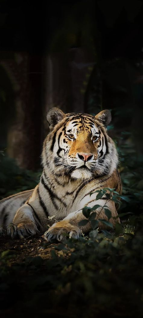 Tiger of indian jungle jim Corbet | Photography | Tiger Asthetic Picture, Tiger Hd Wallpapers, Bengal Tiger Wallpaper, Tiger Wallpaper Aesthetic, Tiger Wallpaper Hd, Indian Jungle, Indian Tiger, Jungle Jim, Gold Abstract Wallpaper