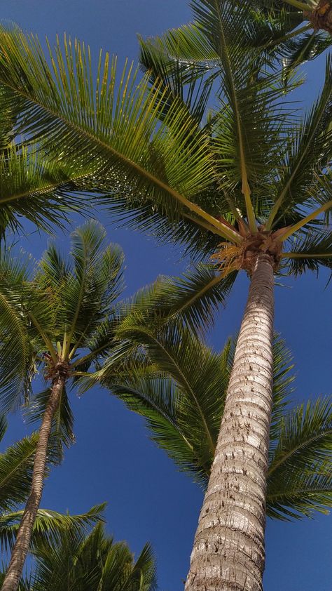 Samsung Wallpaper Android, Coco Beach, Palm Trees Wallpaper, Beachy Aesthetic, Best Nature Wallpapers, Palm Wallpaper, Iphone Wallpaper Landscape, Letter X, Iphone Wallpaper Images