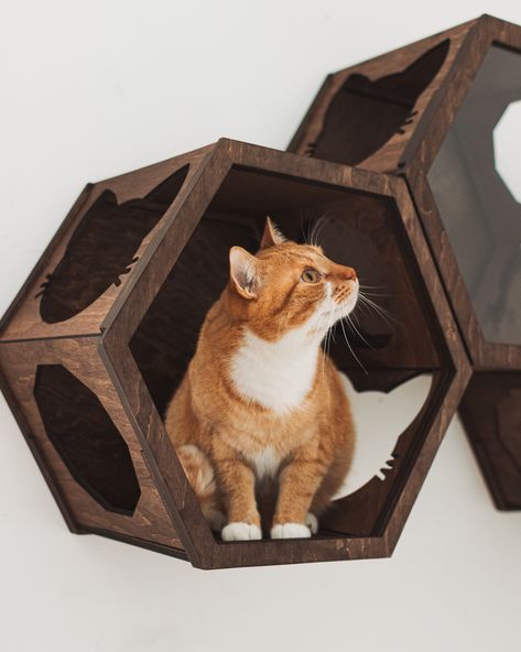 😻 Hexagon shelves for cats 😻  If you are a cat lover or cat owner, you definitely know how much your cat needs entertainment right inside the house. We are cat owners and we KNOW!  Wall shelves for cats will be a wonderful wall decor and will save your space for other things, rather than the cat’s stuff. The hexagon shelves for cat will keep your lovely pet entertained and quite if guests came. Kennel Side Table, Modern Pet Furniture, Modern Cat Bed, Cat Kennel, Modern Cat Furniture, Cat Wall Furniture, Pine Table, Cat Shelves, Modern Pet