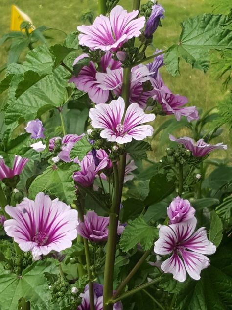 Common Mallow,Malva Sylvetris Common Mallow, Secret Garden, North America, Plants, Flowers, Nature