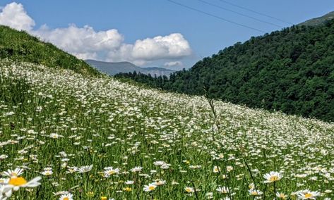 How to Grow and Harvest Chamomile Chamomile Plant, Wild Foraging, Attracting Beneficial Insects, Blueberry Bushes, Beneficial Insects, Chamomile Flowers, Container Flowers, Growing Herbs, Aging Well