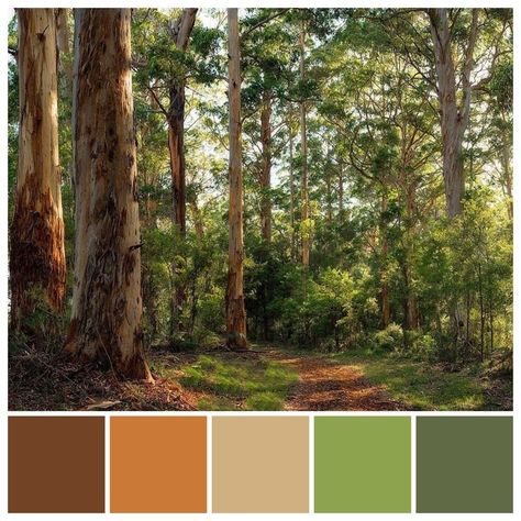 Australian Colours, Orange Color Palettes, Forest Color, Color Schemes Colour Palettes, Australian Bush, Nature Color Palette, Forest Green Color, Green Colour Palette, Color Palate