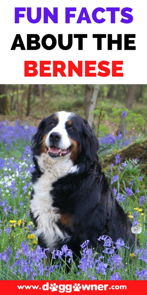 Bernese Mountain Dog Facts, St Bernese Mountain Dog, Great Bernese, Bernese Mountain Dog Names, Berner Dog, Bernese Mountain Dog Mix, Mountain Dog Breeds, Puppy Announcement, 10 Amazing Facts