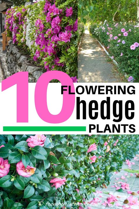 Flowering Hedge Plants: 10 of the Best Bushes For Hedges - Gardening @ From House To Home Blooming Evergreens, Camellia Hedge, Lilac Hedge, Evergreen Bushes, Rose Of Sharon Bush, Flowering Hedge, Hedges Landscaping, Bridal Wreath Spirea, Rose Hedge