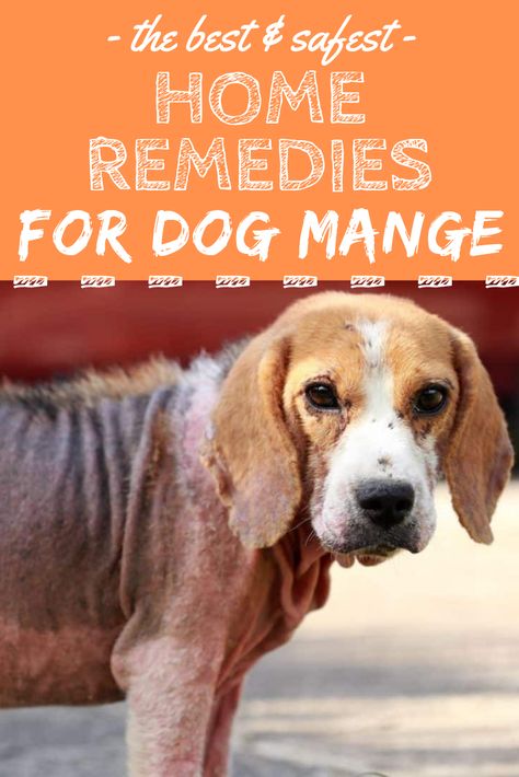 How To Treat Mange In Dogs, Animals Sanctuary, Dog Losing Hair, Dog Mange, Cat Remedies, Dog Paw Care, African Boerboel, Dog Illnesses, Dog Skin Care