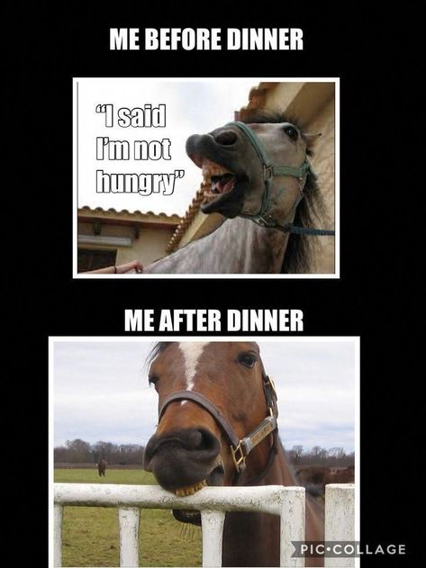 Equestrian Funny, Equestrian Memes, Horses Funny, Funny Horse Memes, Horse Meme, Horse Memes, Horse Quotes Funny, Lol So True, Funny Horse Videos