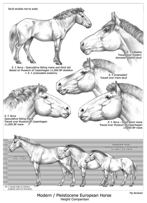 Chart comparing differences of size and appearance between the European horse of the Pleistocene and the modern horse. Horses Artwork, Elephant Species, Leopard Seal, Fern Prints, Horses Art, Horse Anatomy, Bird Sketch, Skulls Drawing, Horse Artwork