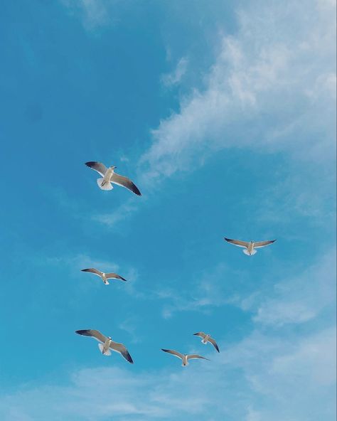 #seagulls #seashells #oceanviews #beachlife #beachvibes #aesthetic #tiktok #strangerthings #thesummeriturnedpretty #summervibes #birds #wallpaper #recipe #summeroutfit #gardening #summer2022 #oceanwallpaper #beachwallpaper #beachaesthetic #blueaesthetic #bluewallpaper #birdwallpaper Birds Wallpaper, Ocean Wallpaper, Aesthetic Tiktok, Bird Wallpaper, Beach Wallpaper, Beach Aesthetic, Blue Wallpapers, Blue Aesthetic, Ocean View