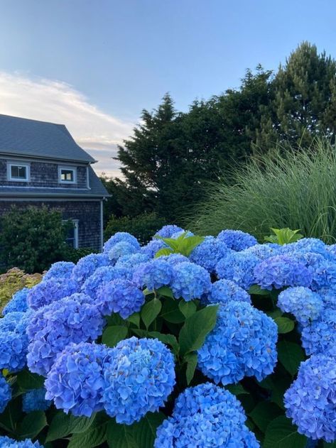 Flowers 🌺 on Twitter: "… " Flower Therapy, Marthas Vineyard, Deco Floral, Spring Aesthetic, Nature Aesthetic, Blue Aesthetic, Love Flowers, Cape Cod, Summer Aesthetic