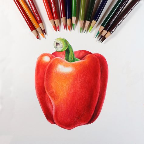 Learn to work with colored pencils and watercolor pencils to create great vibrant color. Online classes:https://www.mindylighthipe.com/online-art-classes/colored-pencil/ Art Du Croquis, Color Pencil Sketch, Prismacolor Art, Colored Pencil Artwork, Colored Pencil Techniques, 수채화 그림, Colored Pencil Drawing, Pencil Art Drawings, Coloured Pencils