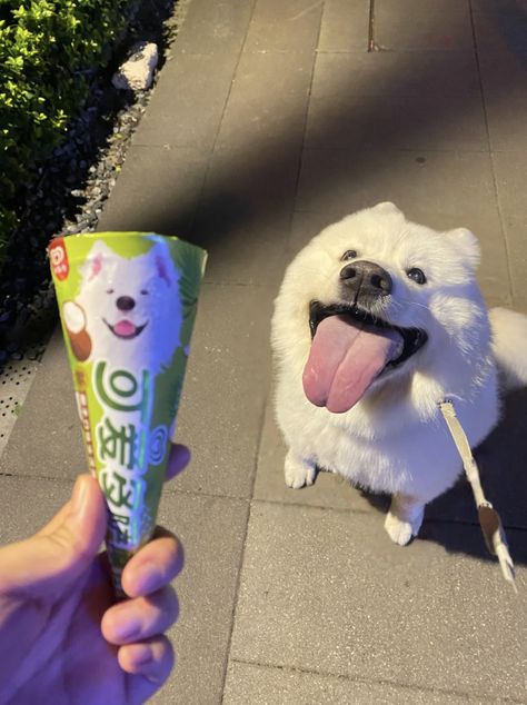 xiaohongshu cute dog ice cream Girlboss Whispers, Future Phone, Dog Ice Cream, Famous Dogs, Puff Puff, Silly Cats Pictures, Lovely Animals, Silly Dogs, Pretty Animals