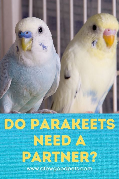 Living In A Small House, Baby Parakeets, Pet Parakeet, Crave Attention, Parakeet Colors, Parakeet Care, Best Pet Birds, Elf Slippers, Parakeet Cage