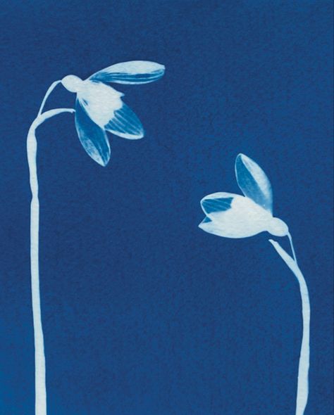 Two snowdrops in white on a Prussian blue background. Original Cyanotype Art Cyanotype Flowers, Flower Cyanotype, Galanthus Nivalis, Cyanotype Art, Victorian Photography, Plant Vector, Ethereal Art, Ink Illustrations, Monochrome Photography