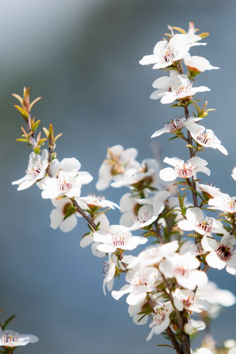 New Zealand Flora And Fauna, New Zealand Native Flowers, Native Flowers Australia, Nz Native Flowers, New Zealand Farm, Manuka Flower, New Zealand Flora, Flowers Australia, Gem Hair